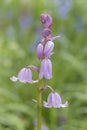 A pink bluebell