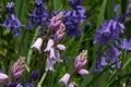 Pink Bluebells with blue bluebells in background Royalty Free Stock Photo
