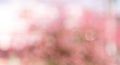 Pink blur bokeh background