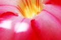 Blurred Pink flower carpel background close-up space