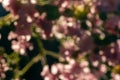 Pink bokeh abstract background, colorful glitter defocused from flower garden Royalty Free Stock Photo