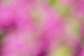 Pink bokeh abstract backgrounds. Royalty Free Stock Photo