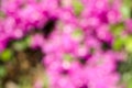 Pink bokeh abstract backgrounds.