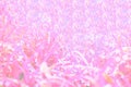 Pink bokeh abstract backgrounds Royalty Free Stock Photo