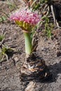 A pink Boophane disticha bulb in full bloom Royalty Free Stock Photo