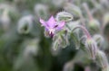 Pink borage flowers Borago officinalis Royalty Free Stock Photo