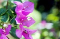 Pink Bougainvillaea Closeup Royalty Free Stock Photo