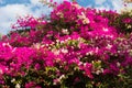 Pink Bougainvillaea flower Royalty Free Stock Photo