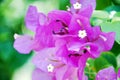 Pink Bougainvillaea Royalty Free Stock Photo