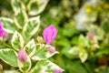 Pink bougainville flower detailed macroshot Royalty Free Stock Photo