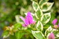 Pink bougainville flower detailed macroshot Royalty Free Stock Photo