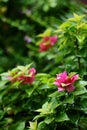 Pink Bougainville in rainy season monsoon in central India Royalty Free Stock Photo