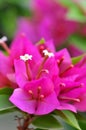 Pink bougainvillea