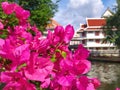 Pink Bougainvillea along the canel