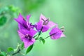 Pink bougainvillea Royalty Free Stock Photo