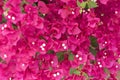 Pink Bougainvillea. Beautiful colorful mediterranean plant. Tropical flowers bright background Royalty Free Stock Photo