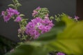 Pink Bougainvillea Beautiful flowers n my office Royalty Free Stock Photo