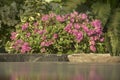 Pink Bougainvillea Beautiful flowers n my office Royalty Free Stock Photo