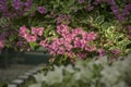 Pink Bougainvillea Beautiful flowers n my office Royalty Free Stock Photo