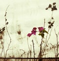 Pink bougainvillea on bleached wall