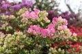 Pink bougainvillea blossom