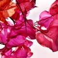 Pink Bougainvillea blossoms Royalty Free Stock Photo