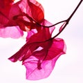 Pink Bougainvillea blossoms Royalty Free Stock Photo