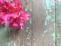 Pink Bougainvillea Blossoms on Green Peeling Paint Wooden Background Royalty Free Stock Photo