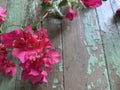 Pink Bougainvillea Blossoms on Green Peeling Paint Wooden Background Royalty Free Stock Photo