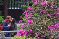 Pink Bougainvillea Bonsai Tree closeup with blurred background of kissing couple of young tourists in Chi Lin Nunnery Temple