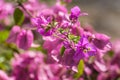 Pink Bougainvillea Bunch