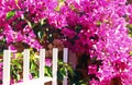 Pink bougainvillea entwining a white fence Royalty Free Stock Photo