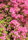 Pink Bougainvillea bush