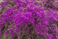 Pink Bougainvillea