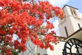 Pink Bougainvillea with Church in Background