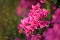 Pink bougainvillea flower