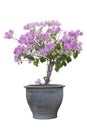 Pink Bougainvillea flower bloom in brown pot isolated on white background. Royalty Free Stock Photo