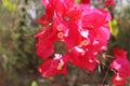 pink bougainvillea flower bunch macro shot Royalty Free Stock Photo