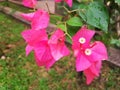 pink bougainvillea flower.