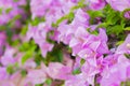 Pink bougainvillea flower front focus