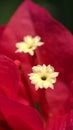 Pink Bougainvillea Flower Royalty Free Stock Photo
