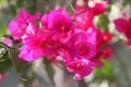 Pink bougainvillea flower macro closeup Royalty Free Stock Photo