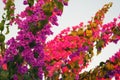 Pink Bougainvillea flower during sunset