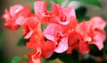 Pink Bougainvillea flower