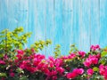 Pink Bougainvillea flower on wood. Royalty Free Stock Photo