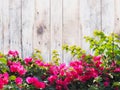Pink Bougainvillea flower on wood. Royalty Free Stock Photo