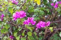 View of pink bougainvillea flowers in Larnaca, Cyprus Royalty Free Stock Photo