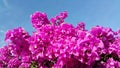 Pink bougainvillea flowers against blue sky