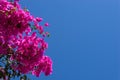 Pink bougainvillea flowers against blue sky