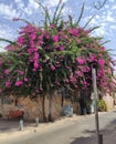 pink bougainvillea flowers against the sky. Royalty Free Stock Photo